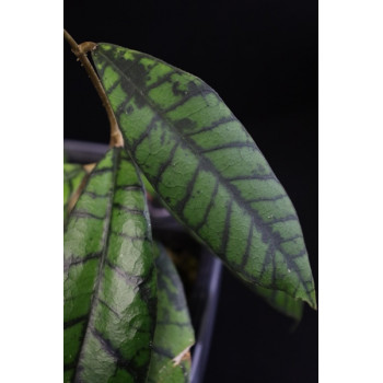 Hoya callistophylla long leaves ( NEW AHHoya ) internet store