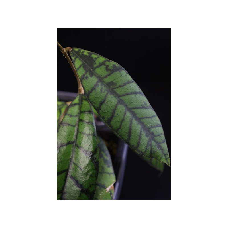 Hoya callistophylla long leaves ( NEW AHHoya ) sklep z kwiatami hoya