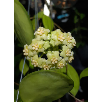 Hoya AH014 sklep z kwiatami hoya