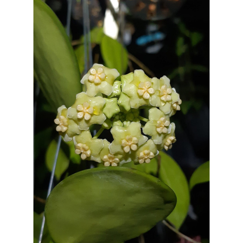 Hoya AH014 sklep z kwiatami hoya