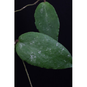Hoya caudata ( new, big leaves ) sklep internetowy