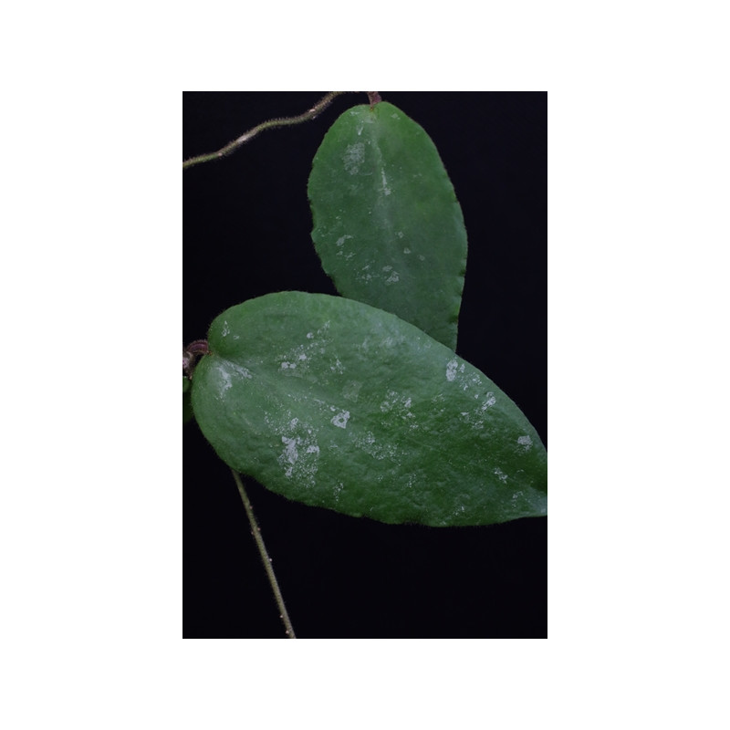 Hoya caudata ( new, big leaves ) sklep z kwiatami hoya