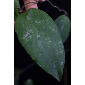 Hoya caudata ( new, big leaves ) sklep z kwiatami hoya