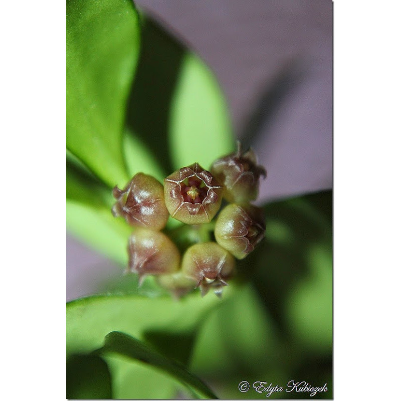 Hoya heuschkeliana  PINK sklep z kwiatami hoya