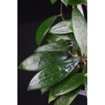 Hoya parasitica PINK ( long leaves ) sklep z kwiatami hoya