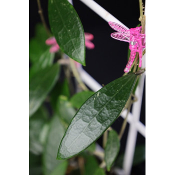Hoya parasitica PINK ( long leaves ) internet store