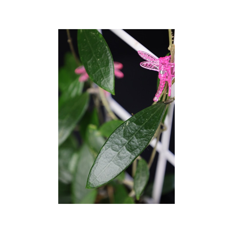 Hoya parasitica PINK ( long leaves ) sklep z kwiatami hoya