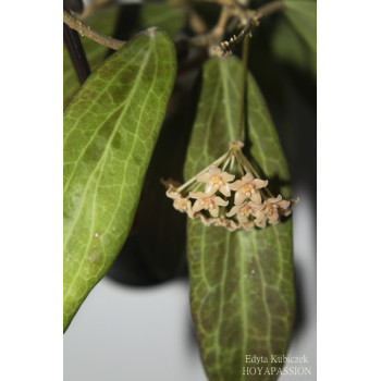 Hoya polilloensis sklep z kwiatami hoya