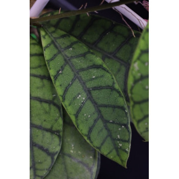 Hoya ranauensis Indonesia ( sp. Borneo ) sklep z kwiatami hoya