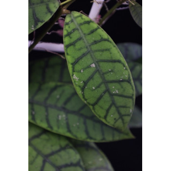 Hoya ranauensis Indonesia ( sp. Borneo ) sklep z kwiatami hoya