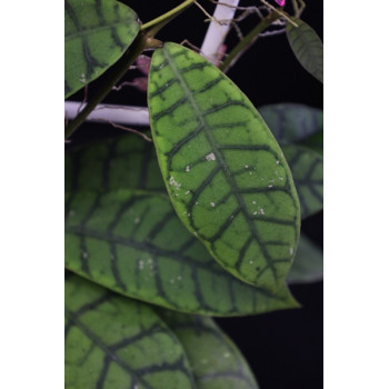 Hoya ranauensis Indonesia ( sp. Borneo ) internet store