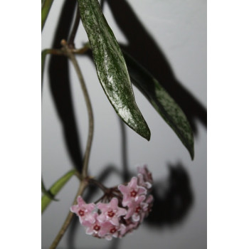 Hoya 'Minibelle' splash leaves store with hoya flowers
