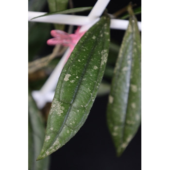 Hoya rigidifolia ( splash leaves ) store with hoya flowers