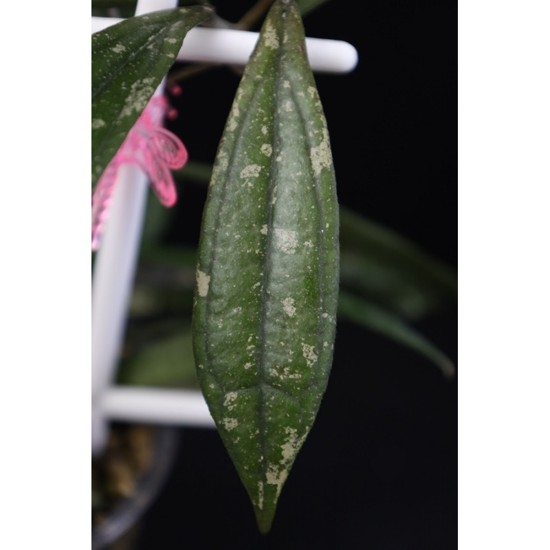 Hoya rigidifolia ( splash leaves ) sklep z kwiatami hoya