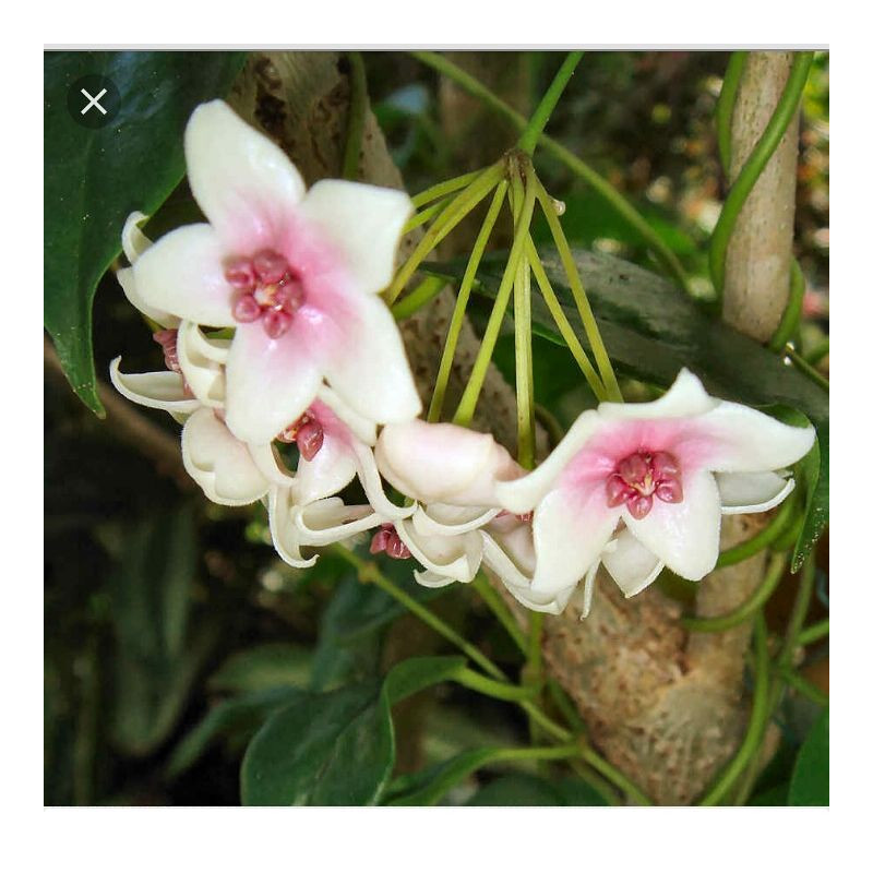 Hoya tannaensis sklep z kwiatami hoya