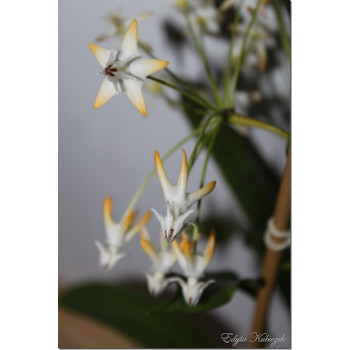 Hoya multiflora MILKY WAY (speckles leaves) sklep z kwiatami hoya