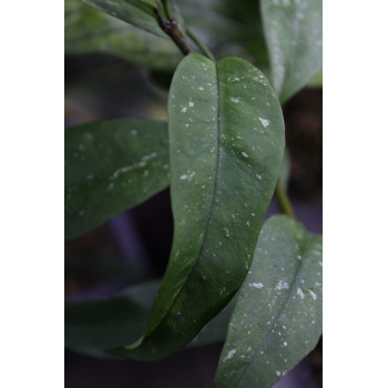 Hoya multiflora MILKY WAY (speckles leaves) internet store