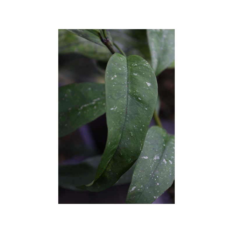 Hoya multiflora MILKY WAY (speckles leaves) sklep z kwiatami hoya