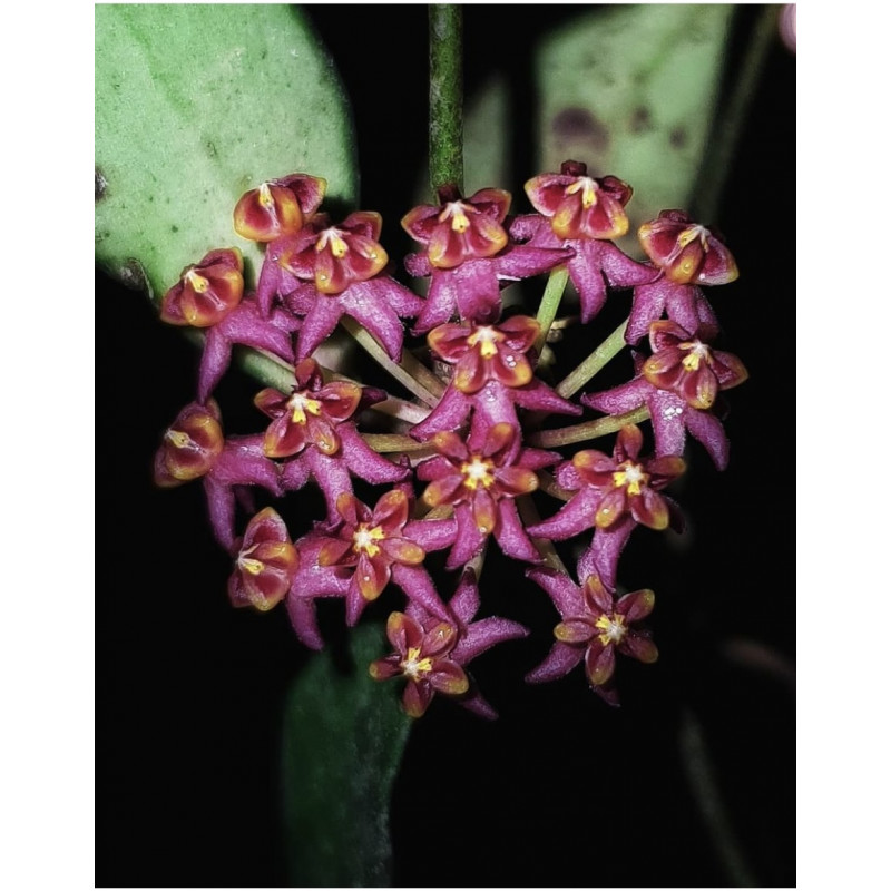 Hoya carmelae sklep z kwiatami hoya