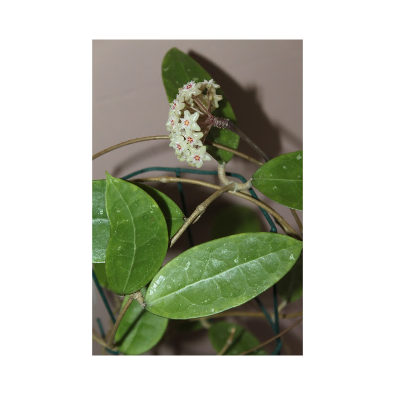 Hoya sp. Bintulu Borneo IML1646 sklep z kwiatami hoya