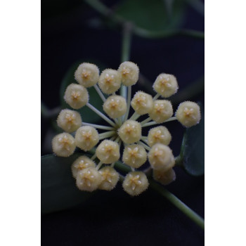 Hoya lacunosa yellow ( from Indonesia ) sklep z kwiatami hoya