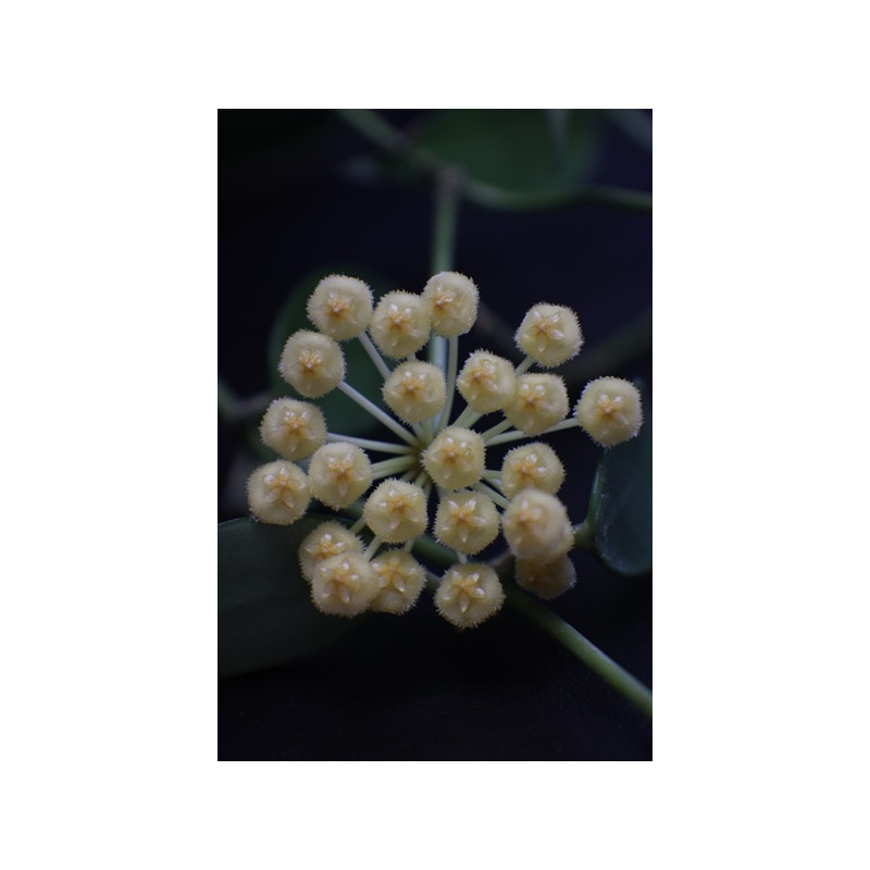 Hoya lacunosa yellow ( from Indonesia ) sklep z kwiatami hoya