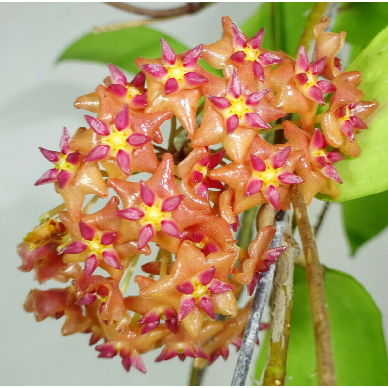 Hoya valmayoriana sklep z kwiatami hoya