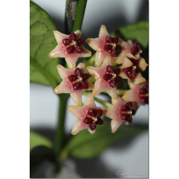 Hoya lobbii cream flowers red corona sklep z kwiatami hoya