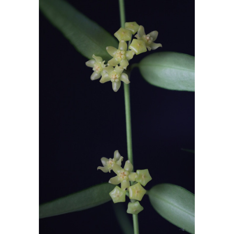 Hoya burmanica sklep z kwiatami hoya