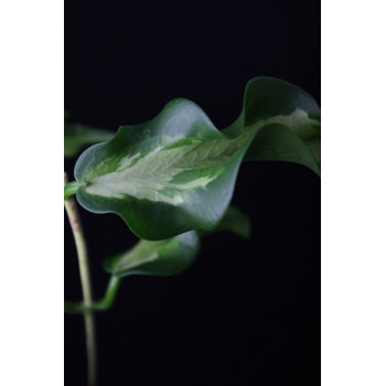 Hoya kenejiana variegata sklep z kwiatami hoya