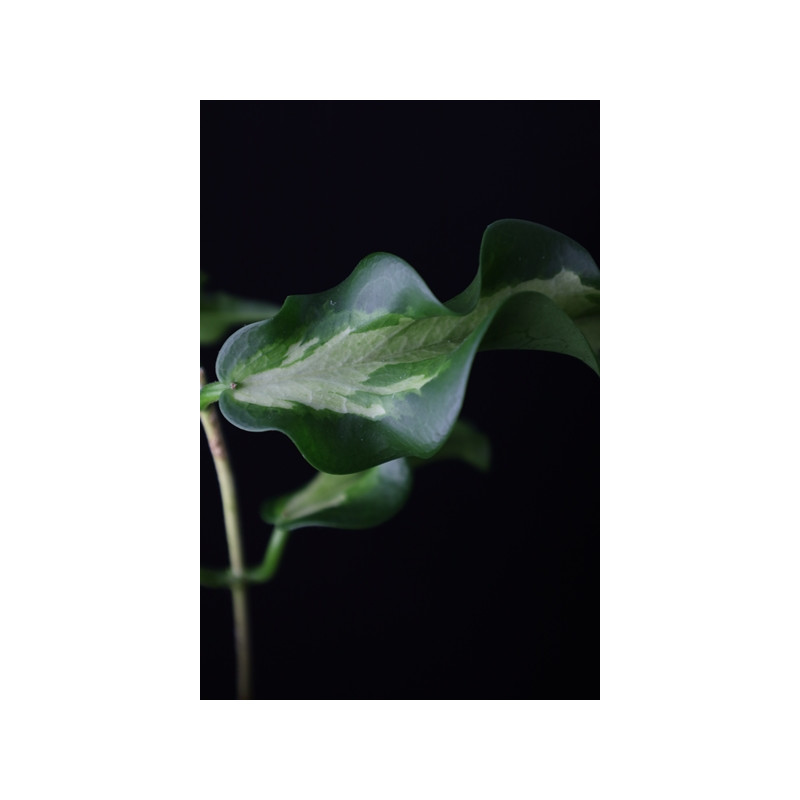 Hoya kenejiana variegata sklep z kwiatami hoya
