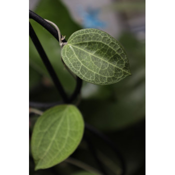 Hoya persicina sklep z kwiatami hoya