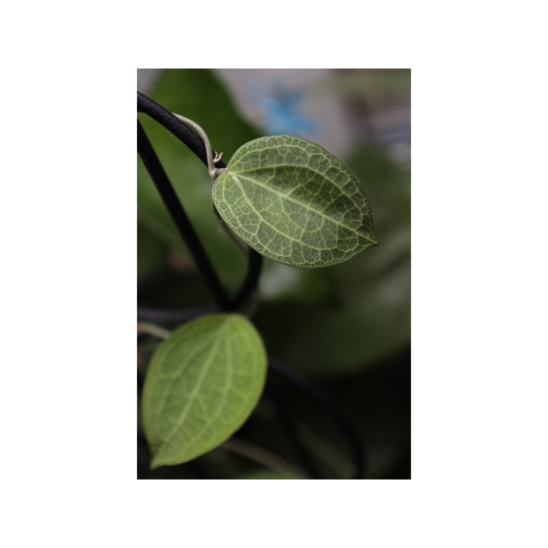 Hoya persicina sklep z kwiatami hoya