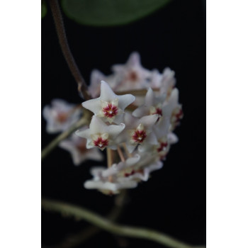 Hoya carnosa 'Snowball' sklep z kwiatami hoya