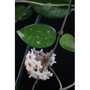 Hoya carnosa 'Snowball' sklep z kwiatami hoya