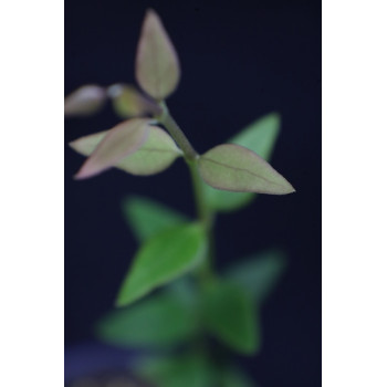 Hoya longicalyx sklep z kwiatami hoya