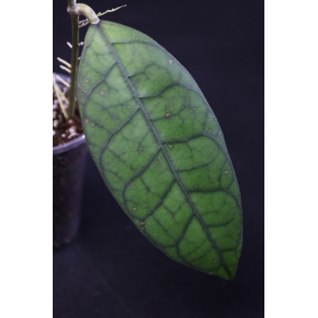Hoya clemensiorum Borneo - ukorzeniona sklep internetowy