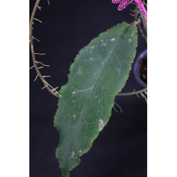 Hoya undulata BLACK ( long wavy leaves ) - rooted store with hoya flowers