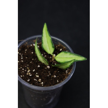 Hoya bella variegata 'Luis Bois' - rooted internet store