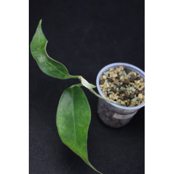 Hoya albiflora IML0299 - rooted internet store