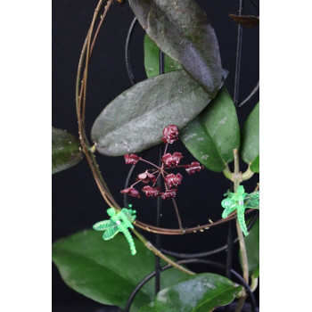 Hoya aff. fauziana ( Indonesia ) sklep z kwiatami hoya
