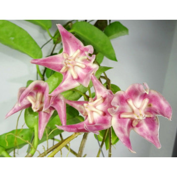 Hoya liddleana ( SV441 ) store with hoya flowers