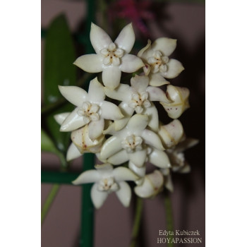 Hoya griffithii splash sklep z kwiatami hoya