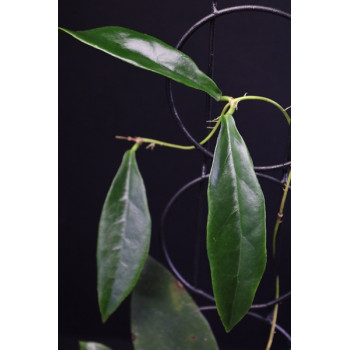 Hoya buntokensis sklep z kwiatami hoya