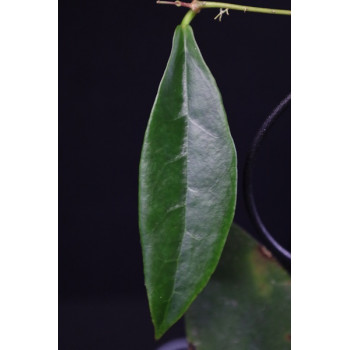 Hoya buntokensis sklep z kwiatami hoya