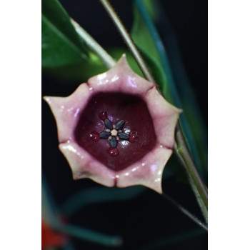Hoya wallichii subsp. tenebrosa sklep z kwiatami hoya