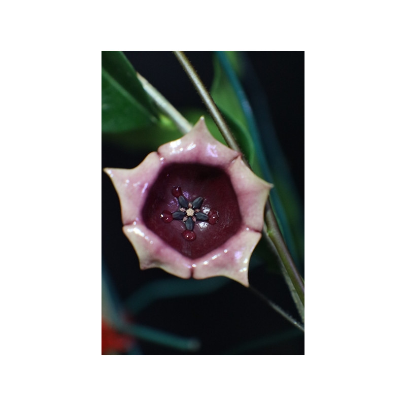 Hoya wallichii subsp. tenebrosa store with hoya flowers