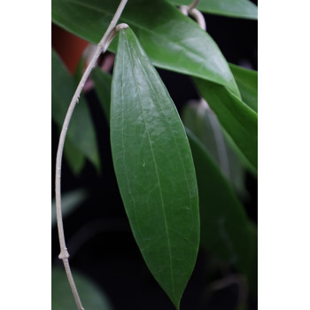 Hoya sp. MIRAL 223 long leaf sklep z kwiatami hoya