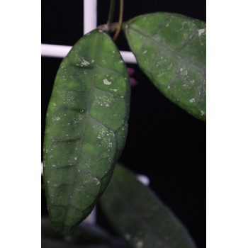 Hoya finlaysonii dark flower sklep internetowy