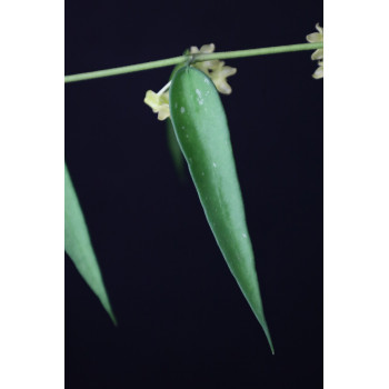 Hoya burmanica sklep z kwiatami hoya